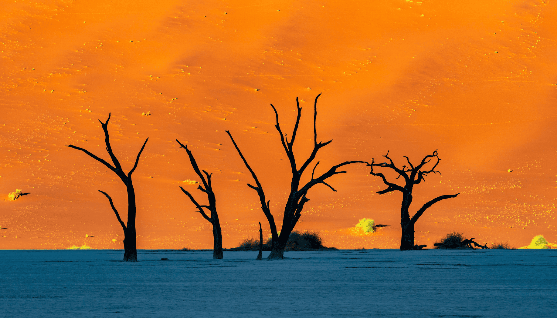 Namibia-dead-camelthorn-trees Art (100x58) preview